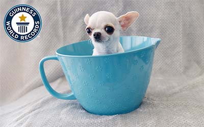 Dog inside teacup