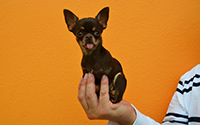 Smallest dog being held in one hand