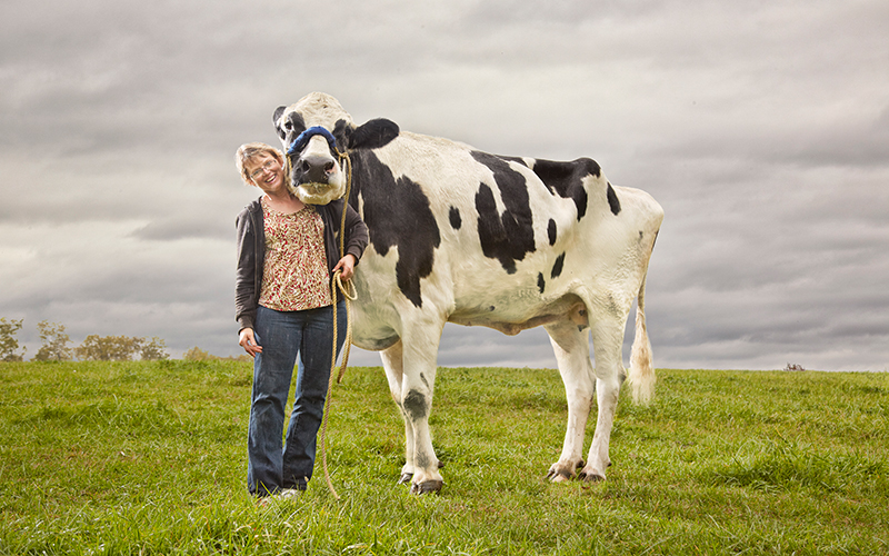 Tallest cow ever next to woman