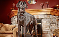 tallest dog next to fireplace