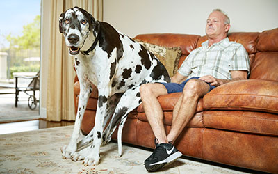 tallest female dog next to man