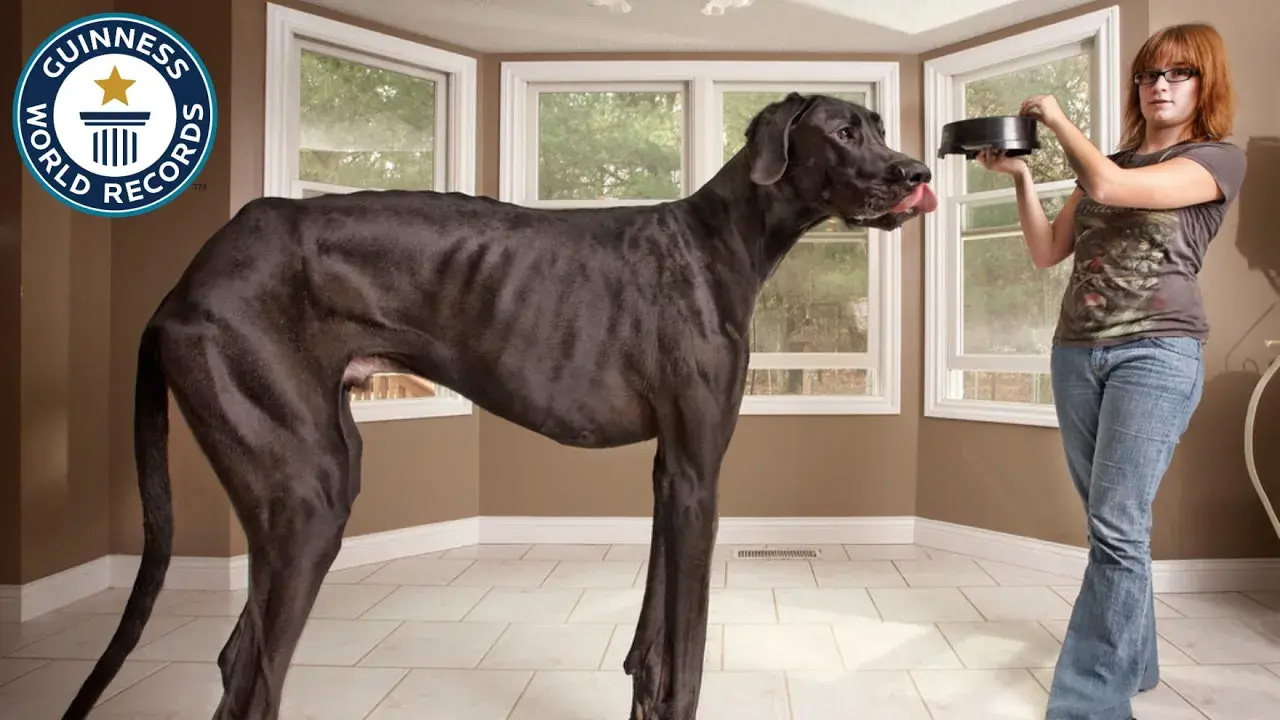 Tallest dog with owner