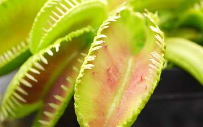 venus fly trap