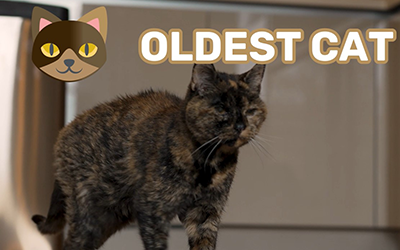 worlds oldest cat